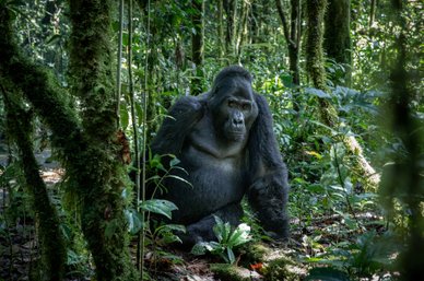 Gorilla Trekking Oeganda