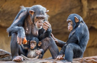Chimpansee Oeganda